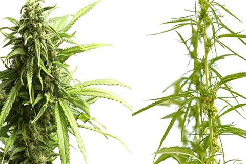 Is hemp flower considered a drug?