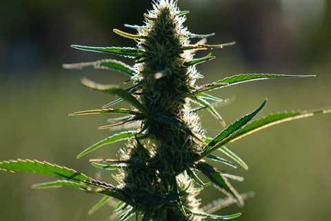 When does hemp flower?