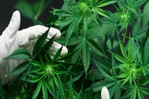 What is cannabis cultivation?
