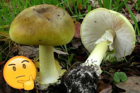 Be Wary of the Death Caps, The World's Deadliest Mushrooms