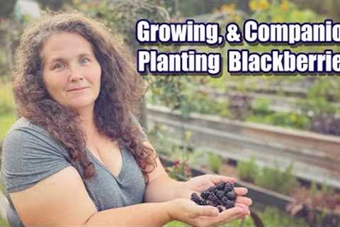 A guide to Growing, & Companion Planting  Blackberries | How I keep my Blackberry bed weed..