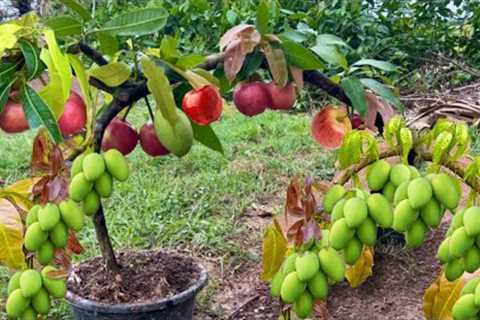 New technique: Grafting mangoes with apples to get the most fruit, it is unexpected