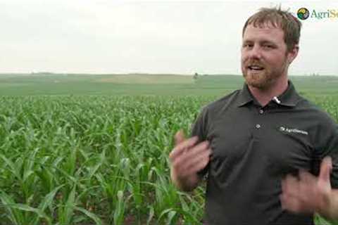 Growing Profitable Organic Corn