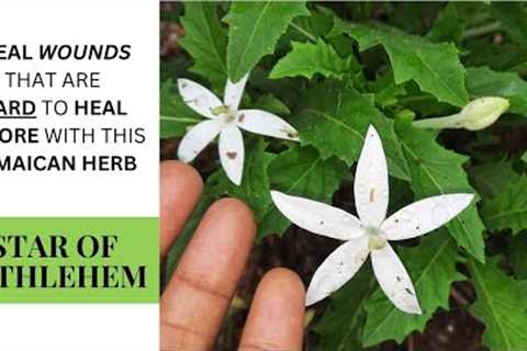 DISCOVERING the MEDICINAL TREASURES of STAR OF BETHLEHEM (HIPPOBROMA LONGIFLORA) / Earth''s Medicine