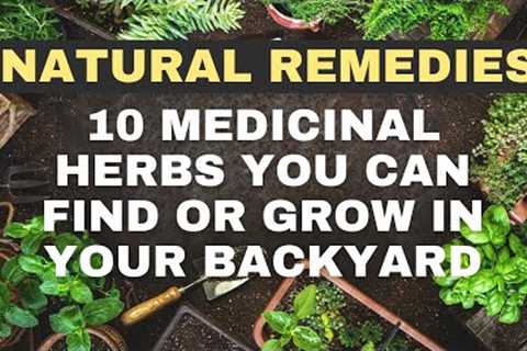 10 Common Medicinal Herbs you can find in Backyards: Medicinal Plants at Home!