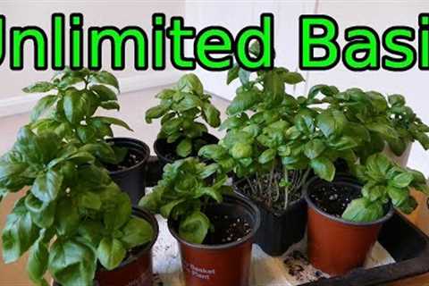 Basil, How To Grow More Than You Can Eat
