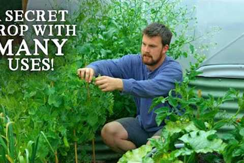 The Secret Crop in YOUR Garden (& How to Use It)
