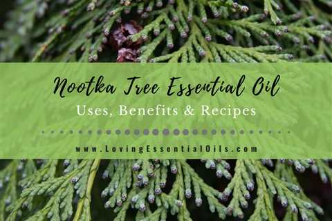 Nootka Tree Essential Oil Benefits, Uses and Recipes Spotlight