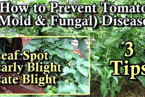 How to Prevent Tomato Diseases or Greatly Reduce Damage: Leaf Spots, Early Blight, & Late Blight