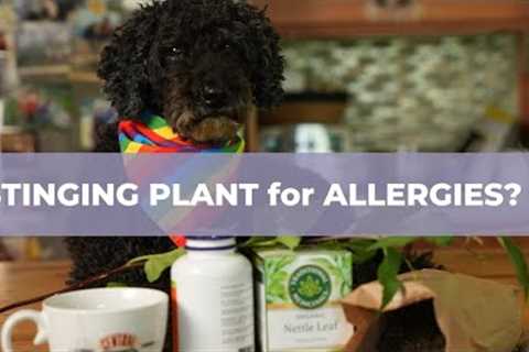 Amazing Stinging Medicinal Plant: Great for Allergies, Arthritis, Bone Healing