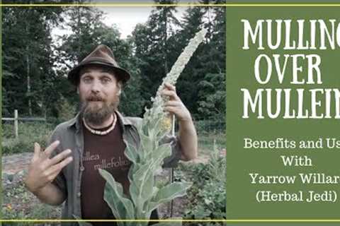 Mulling over Mullein | Benefits and Uses with Yarrow Willard (Herbal Jedi)
