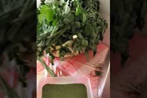 MORINGA POWDER IS A HERBAL TEA /A LOT BENEFITS LETS TRY