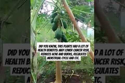 Papaya fruits and leaves is a medicinal plants,that a lot of health benefits.