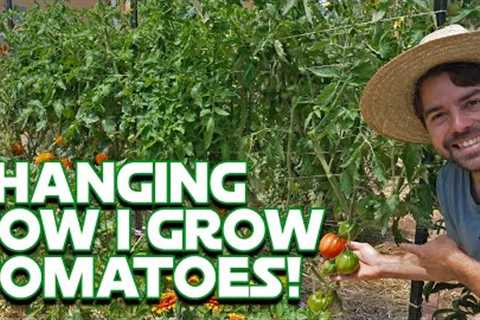 How I Grow Tomatoes: What''s Changed And What''s Working