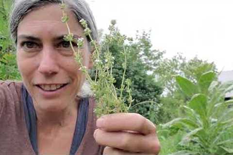 A Few Respiratory Herbs to Help Breathe Freely & Deeply