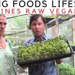 The Living Foods Healing Lifestyle: Why It Outshines Raw Vegan Diet