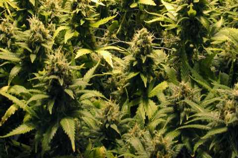 How are cannabis plants feminized?