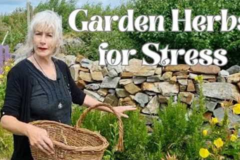 Garden Herbs for Stress