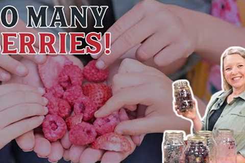 Better than Candy (How to Freeze Dry Berries)