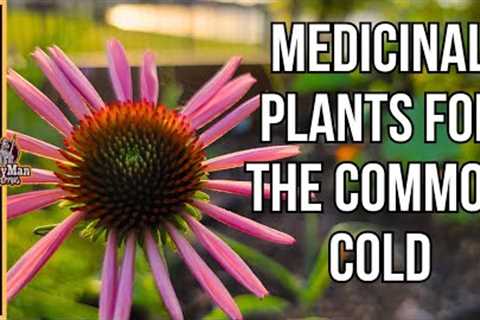Medicinal Plants For The Common Cold