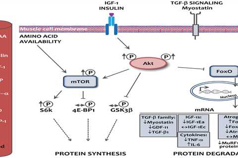 Muscle Protein Synthesis and Dietary Supplements