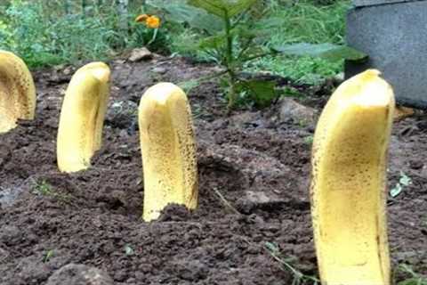 Plant Bananas in Your Garden, Here''s What Happens