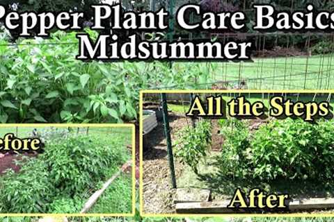 Pepper Plant Care & Tending Basics: Midsummer Plant Fertilizing, Staking, & Pruning on a..