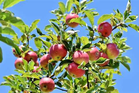 Apple Tree Health Foods