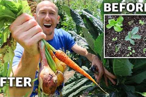 I Planted 9 DIFFERENT CROPS IN ONE SQUARE FOOT and you Won’t Believe What Happened…