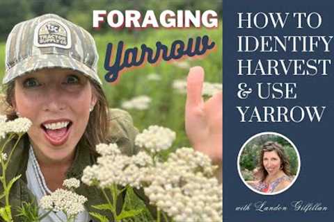 How to Identify, Harvest and Use YARROW (Achillea millefolium) | The Wild Herb Garden