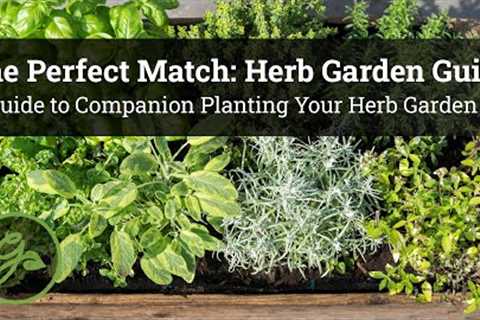 The Perfect Match: Herb Garden Guide - A Guide to Companion Planting Your Herb Garden