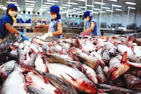 Modern catfish farming and harvesting - Catfish Processing in factory - Catfish aquaculture