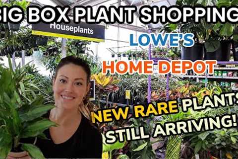 50% OFF HOUSEPLANTS AT HOME DEPOT!! Lowe''s & Home Depot Big Box Plant Shopping & Plant Haul