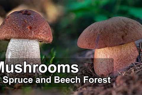 Mushroom Hunting - July 2023 - Spruce and Beech Forest - Red capped scaber stalk | Scarletina bolete