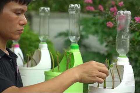 How to grow herbs with plastic cans and automatic watering