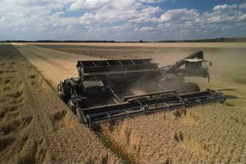 NEXAT at Wheat Harvest 2023 in Ukraine | MacDon FlexDraper | Ufarm