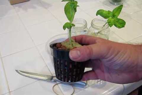 Grow Infinite Basil Plants for using Hydroponics or the Kratky Method