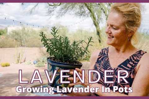 GROWING LAVENDER IN POTS / Joy Us garden