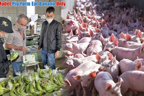 Impossible Model - Pig Farm Eat Banana Only! Make Healthy Pig, Super Delicious Meat and High Price