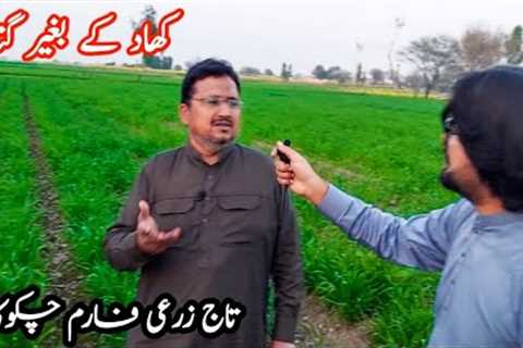 Organic Farming Organic Wheat Organic Crop |Gandam in farming Punjab| India| Pakistan