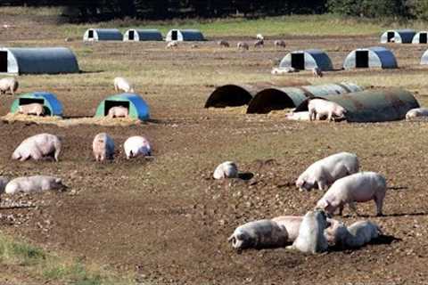 How Free Range Farms In America Raise Millions Of Pigs - Farming Documentary