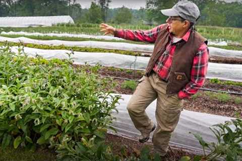 Perennial Weed Management on a No-Till Farm | Four Winds Farm