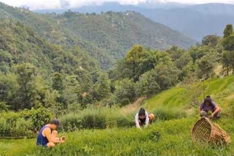 Simple village life | Millet plantation, corn harvesting, cooking mushroom & organic food eating