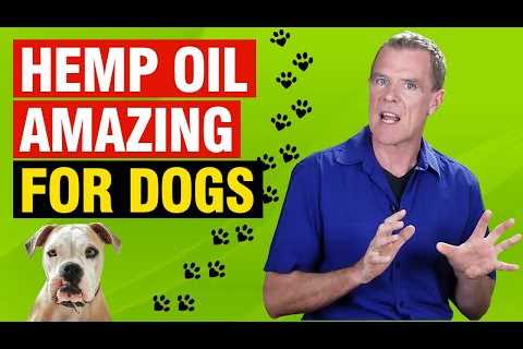 Hemp Oil For Dogs 5 Benefits & Dose [Skin, Joints, Diet, Cancer]