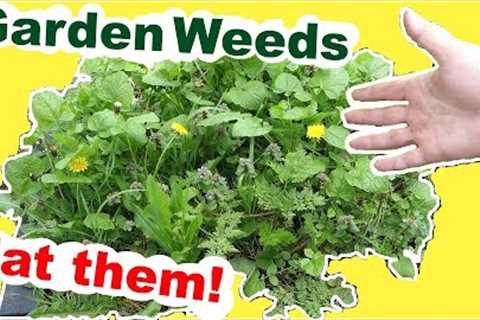 Foraging Wild Edibles: Fix your garden problem by eating the weeds