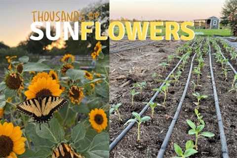 We Need To Grow 1,000s of Sunflowers! 🌻