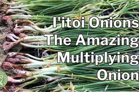 How to Grow I''itoi Onions - The Amazing Multiplying Onion
