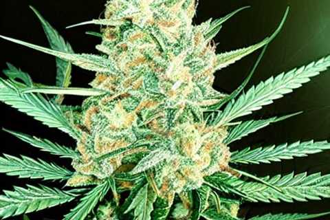 CBD Alcoa Tennessee - Brookside CBD