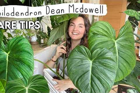 Grow Your PHILODENDRON MCDOWELL Huge 🌿 Care Tips + Tricks For Philodendron Dean Mcdowell