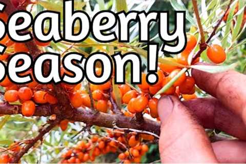Seaberry Harvest Begins!